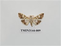 藏品(螟蛾291)的圖片